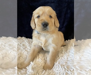 Goldendoodle Puppy for Sale in OCKLAWAHA, Florida USA