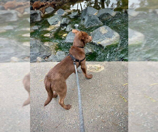 Medium Photo #6 Mutt Puppy For Sale in San Juan Capistrano, CA, USA