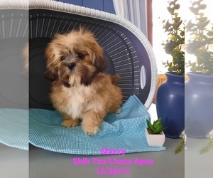 Shih Apso Puppy for Sale in SHIPSHEWANA, Indiana USA