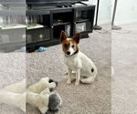 Small #3 Jack Russell Terrier