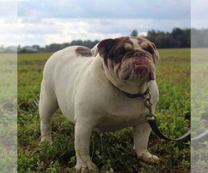 English Bulldog Puppy for sale in STATESBORO, GA, USA
