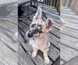 Catahoula Leopard Dog-German Shepherd Dog Mix Dogs for adoption in Coralville, IA, USA