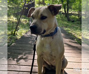 Brandice - Female Retriever -Unknown Mix Dog for Adoption - Photo #12