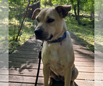 Small #12 Retriever  Mix