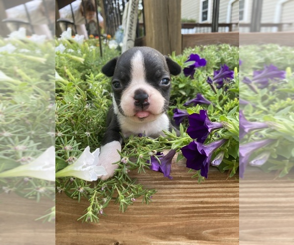 Medium Photo #1 Boston Terrier Puppy For Sale in FREDONIA, KS, USA