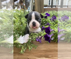 Boston Terrier Puppy for sale in FREDONIA, KS, USA