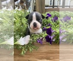Small Boston Terrier