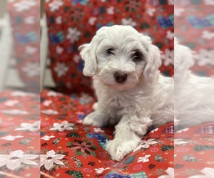 Bernedoodle (Miniature) Puppy for sale in LONGMONT, CO, USA