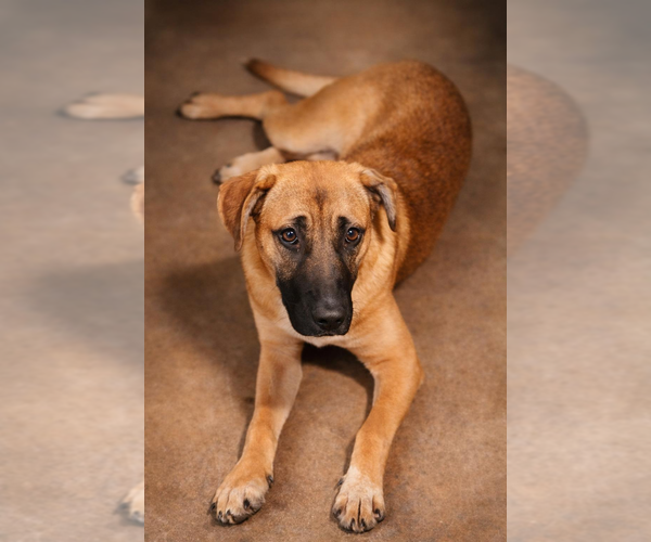 Medium Photo #14 Black Mouth Cur-German Shepherd Dog Mix Puppy For Sale in Brewster, NY, USA
