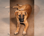 Small #13 Black Mouth Cur-German Shepherd Dog Mix