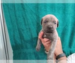 Small Photo #29 Cane Corso Puppy For Sale in COLUMBIA, SC, USA