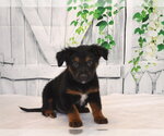 Small German Shepherd Dog Mix