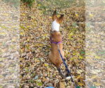 Small Photo #16 Basenji-Unknown Mix Puppy For Sale in Minneapolis, MN, USA