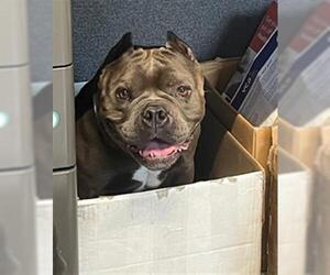 Staffordshire Bull Terrier Dogs for adoption in Santa Barbara, CA, USA