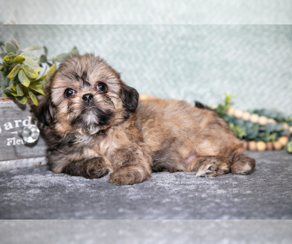 Medium Photo #3 Shih Tzu Puppy For Sale in CLARE, MI, USA