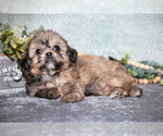Small #2 Shih Tzu