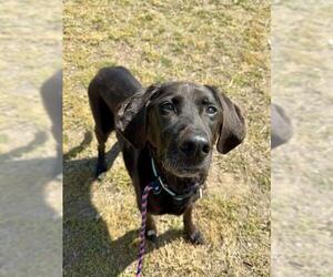 Labrador Retriever-Unknown Mix Dogs for adoption in Forestville, MD, USA