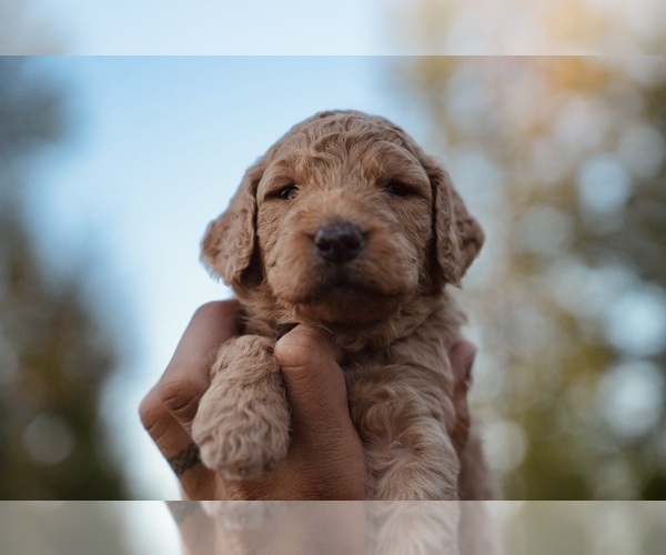 Medium Photo #3 Goldendoodle (Miniature) Puppy For Sale in DALLAS, OR, USA