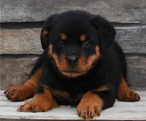 Rottweiler Puppy for sale in FREDERICKSBURG, OH, USA