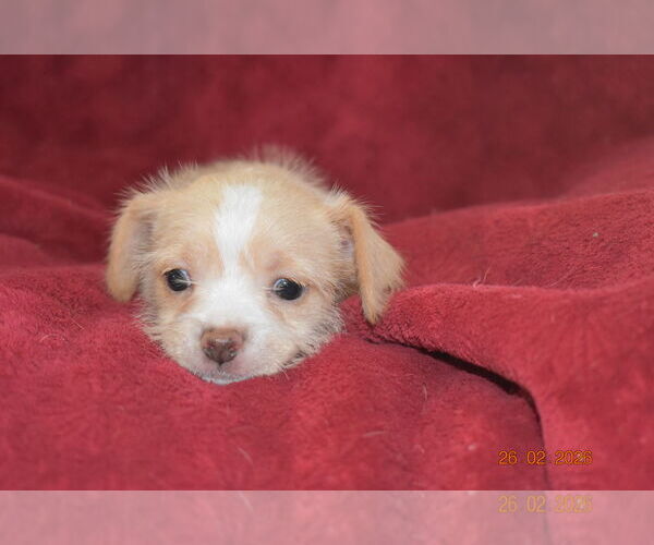 Medium Photo #3 Mutt Puppy For Sale in Grafton, WI, USA