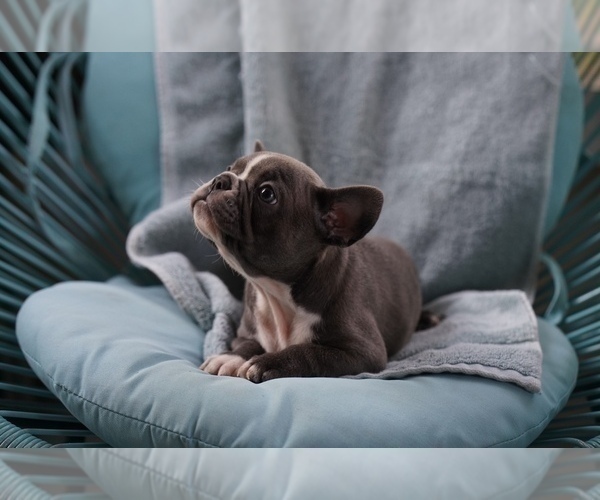 Medium Photo #3 French Bulldog Puppy For Sale in TAMPA, FL, USA