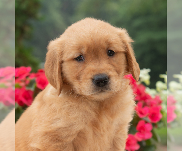 Medium Photo #1 Golden Retriever Puppy For Sale in NEWPORT, PA, USA