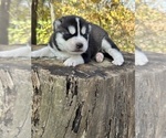 Puppy Flint Siberian Husky