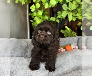 Cocker Spaniel Puppy for sale in FRANKLIN, IN, USA