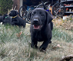 Small Photo #10 Labrador Retriever Puppy For Sale in MARYVILLE, TN, USA