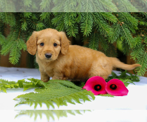 Dachshund Litter for sale in GOSHEN, IN, USA
