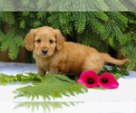 Image preview for Ad Listing. Nickname: Litter of 3