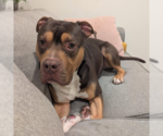 Small #1 American Bulldog-Bullmastiff Mix