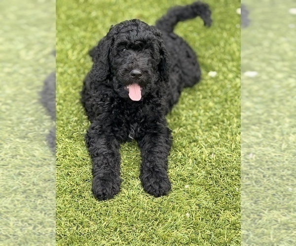 Medium Photo #9 Goldendoodle Puppy For Sale in GIBSONTON, FL, USA