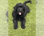 Small Photo #9 Goldendoodle Puppy For Sale in GIBSONTON, FL, USA