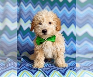 Labradoodle Puppy for sale in KIRKWOOD, PA, USA