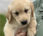 Puppy Leo Golden Retriever