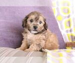 Small #16 ShihPoo