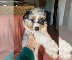 Australian Shepherd Puppy for sale in WILLIAMSBURG, CO, USA