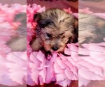 Small #6 Yorkshire Terrier