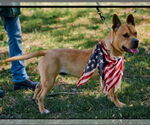 Small Dogue de Bordeaux-French Mastiff Mix