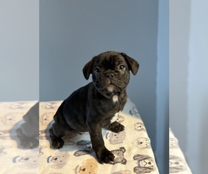 Medium French Bulldog