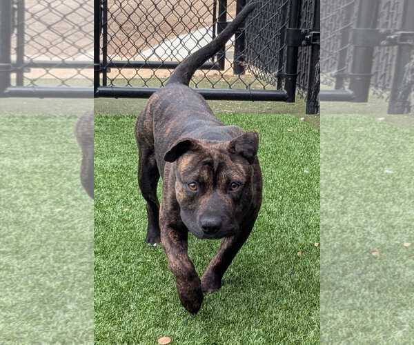 Medium Photo #3 Staffordshire Bull Terrier Puppy For Sale in Salinas, CA, USA