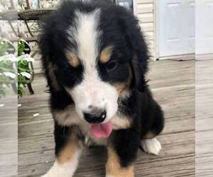 Great Bernese Puppy for sale in BLACKVILLE, SC, USA