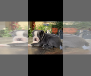 Boston Terrier Puppy for sale in TRACY, CA, USA