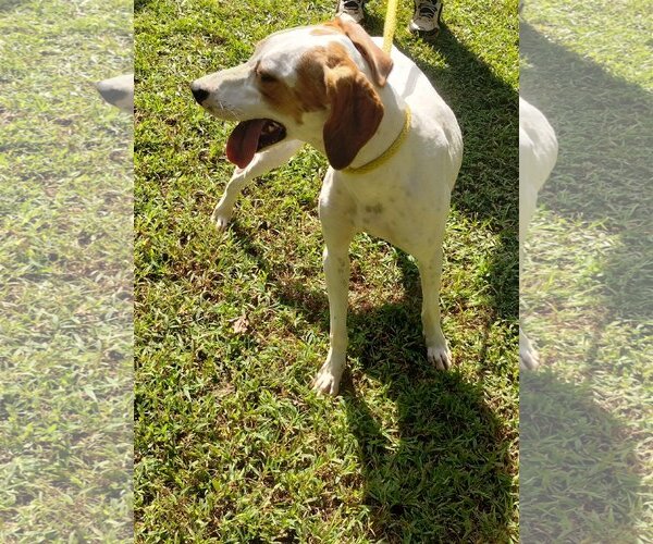 Medium Photo #4 Pointer Puppy For Sale in York, SC, USA