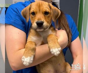 Sweet Travis - Male Labbe Dog for Adoption - Photo #2
