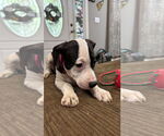 Small #10 Staffordshire Bull Terrier Mix