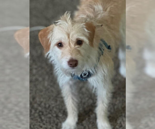 Medium Photo #10 Mutt Puppy For Sale in Princeton, MN, USA
