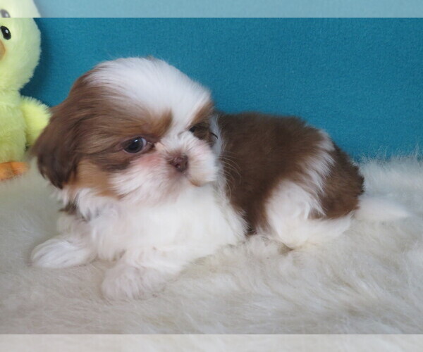 Medium Photo #11 Shih Tzu Puppy For Sale in PHELAN, CA, USA