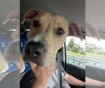 Small #7 American Pit Bull Terrier Mix